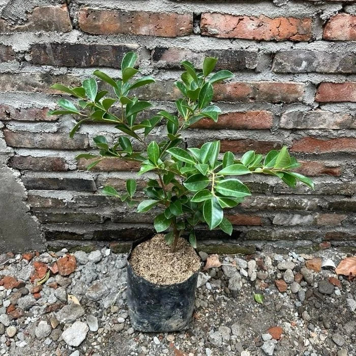 Grafted Strawberry Guava Seedling - Premium Fast Fruiting Sweet Tropical Guava Plant Optimized to Grow in Pot