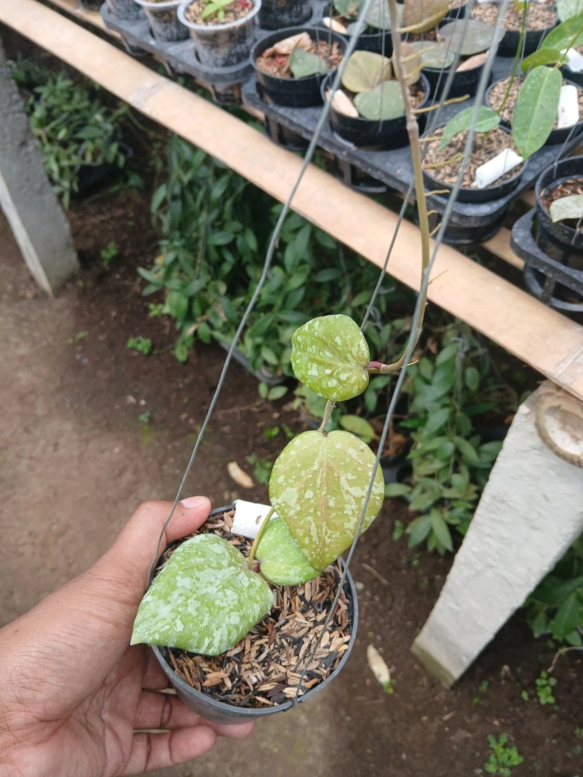 Hoya Cinnamomifolia x Hoya Imbricata – Ultra-Rare Exclusive Live Hybrid Imbricated Shingle Indoor/Outdoor Tropical Wax Plant