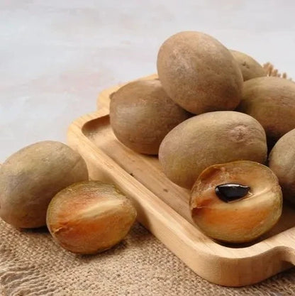 Sapodilla Seeds Morena Variety | Manilkara Zapota | Sweet Chico Zapote Fruit | 35 Seeds