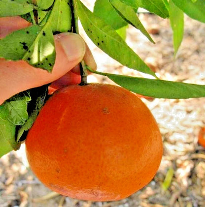 100++ Fallglo Tangerine Seeds (Citrus reticulata var. Fallglo) – Premium Quality