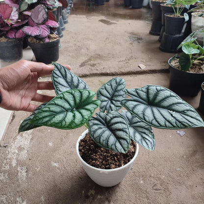 Alocasia Dragon Dark Silver - Rare Metallic Foliage Indoor Tropical