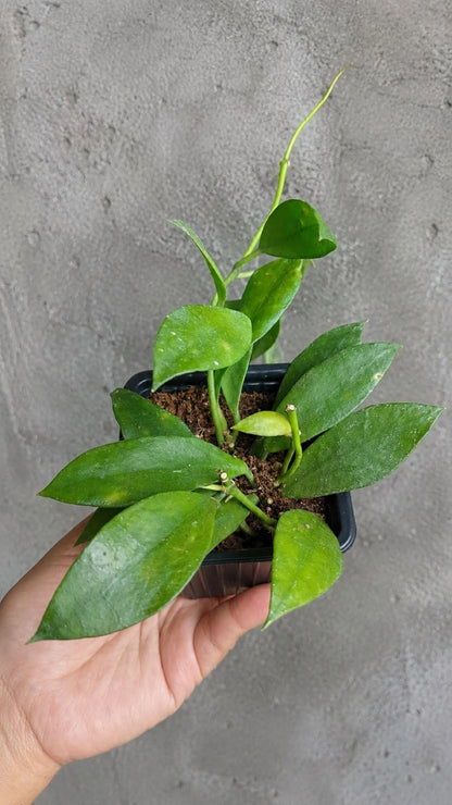 Rare Hoya Walliniana Live Plant - Exotic Tropical Wax Plant Houseplant