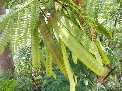 100+ River Tamarind Seeds (Leucaena leucocephala / Jumbay / Ipil-Ipil / Tan-Tan) – Premium Fast-Growing Agroforestry & Timber Tree Seeds for Planting