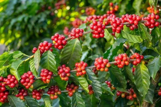 Borbor Coffee 300+ Seeds (Coffea sp.) – Bulk Heirloom Coffee Beans for Planting and Cultivation