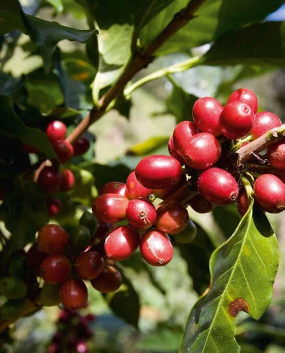 120+ Sidra Coffee Seeds (120+ Bulk Seeds, Coffea arabica var. Sidra) – Premium Rare High-Altitude Specialty Coffee Plant Seeds for Planting