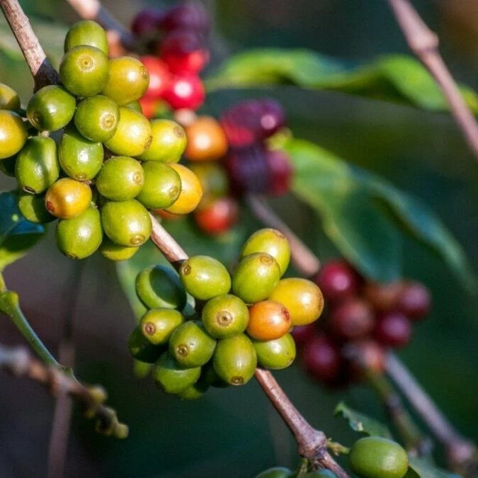 Typica Sumatra Coffee Seeds (Coffea arabica var. Typica) – Certified Sumatran Coffee Bean Plant Seeds for Planting (120 Pcs)