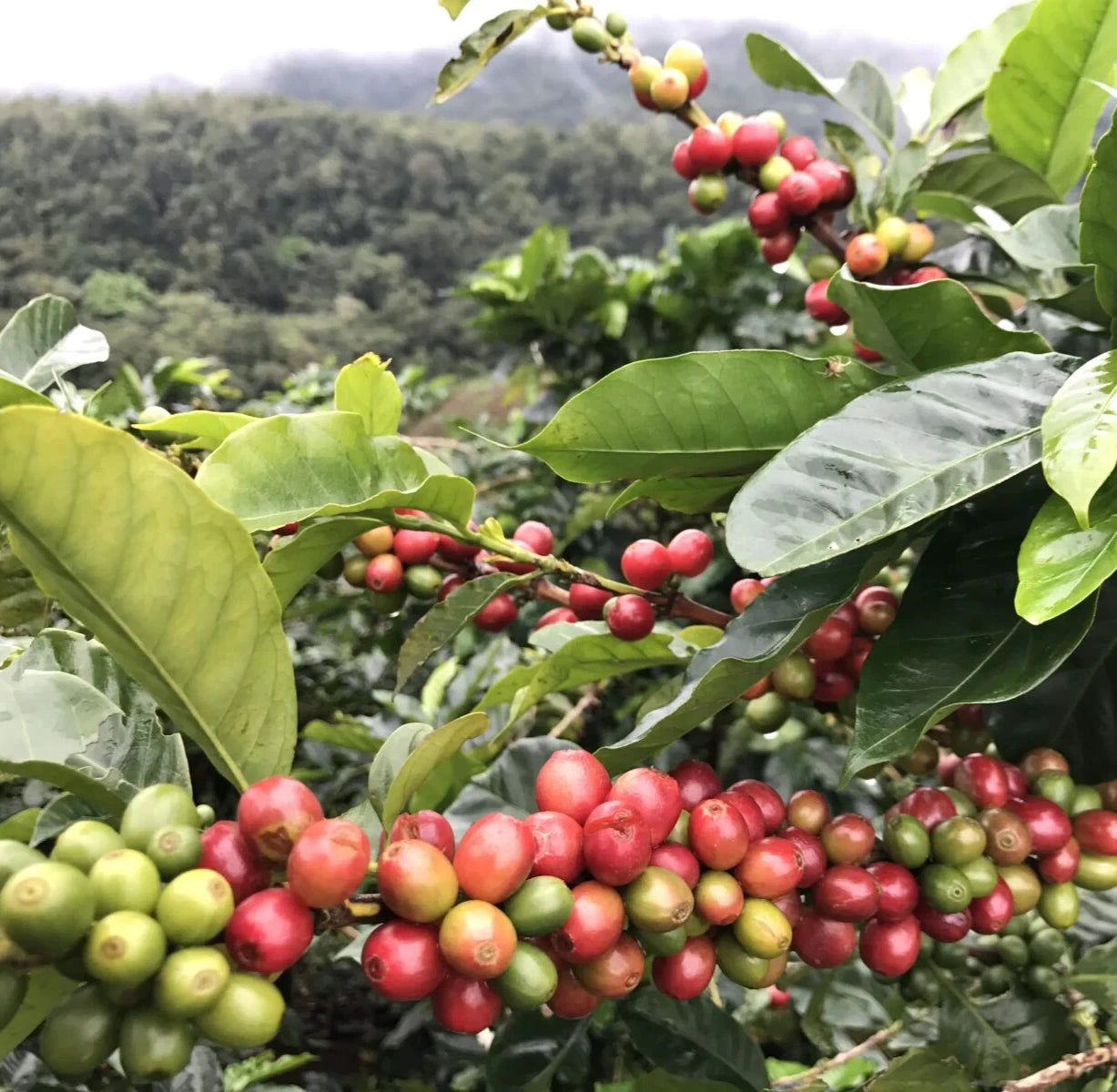 120+ SL34 Coffee Seeds (Coffea sp. / Premium Kenyan Highland Arabica Coffee Cultivar Bean Seeds) – Premium Botanical Specimen Plant Seeds for Planting