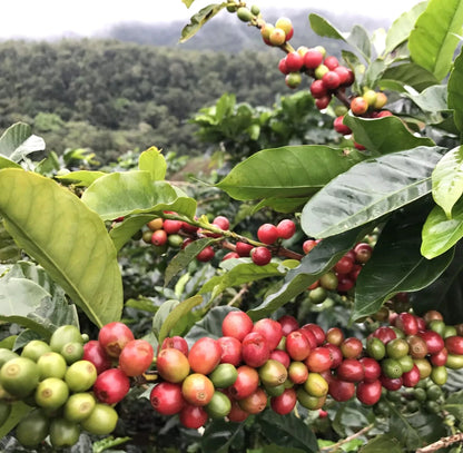 120+ SL34 Coffee Seeds (Coffea sp. / Premium Kenyan Highland Arabica Coffee Cultivar Bean Seeds) – Premium Botanical Specimen Plant Seeds for Planting