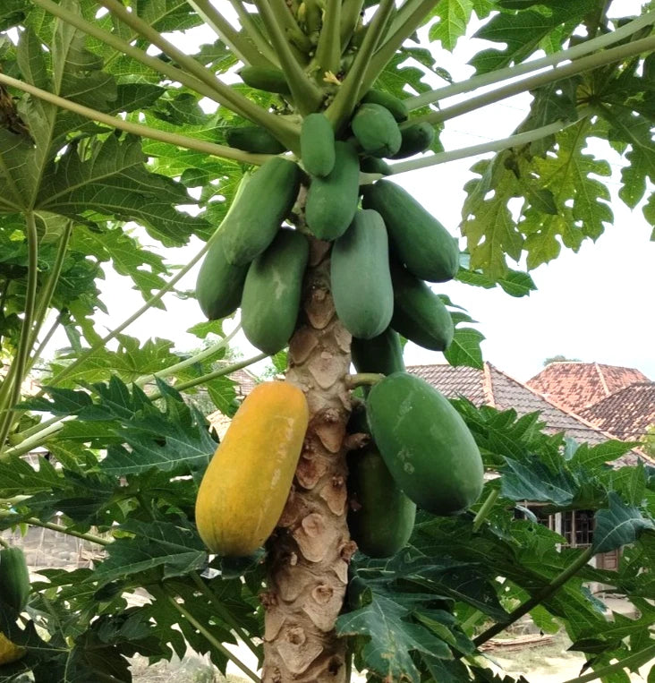 Red Sun Papaya Seeds (Carica papaya) – 150 Premium Red Papaya Seeds