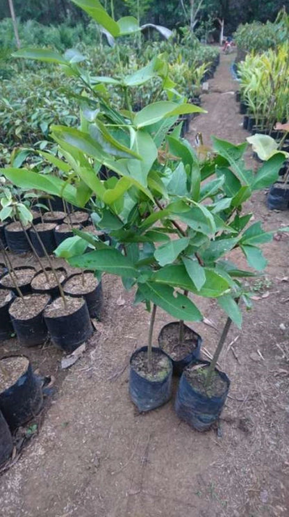 Grafted 'Citra' Water Apple (Jambu Air) – Premium Tropical Fruit Tree