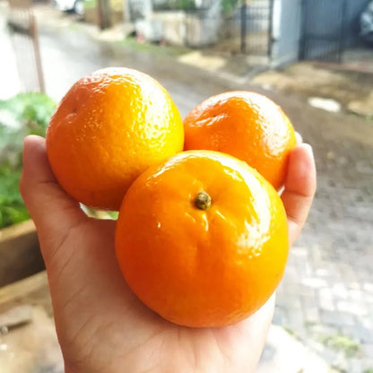 Wokam Orange Seeds (Citrus reticulata / 1000+ Premium Rare Mandarin & Citrus Fruit Tree Seeds) – Premium Botanical Specimen Plant Seeds for Planting