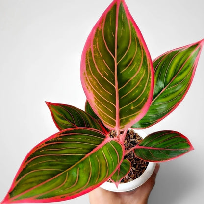 Aglaonema 'Khanza' - Elegant & Vibrant Tropical Foliage