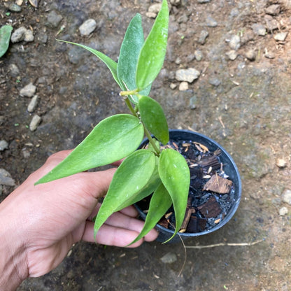 Hoya burmanica Rare Tropical Wax Plant Seeds – Exotic Climbing Vine & Epiphytic Foliage Plant Seeds for Planting