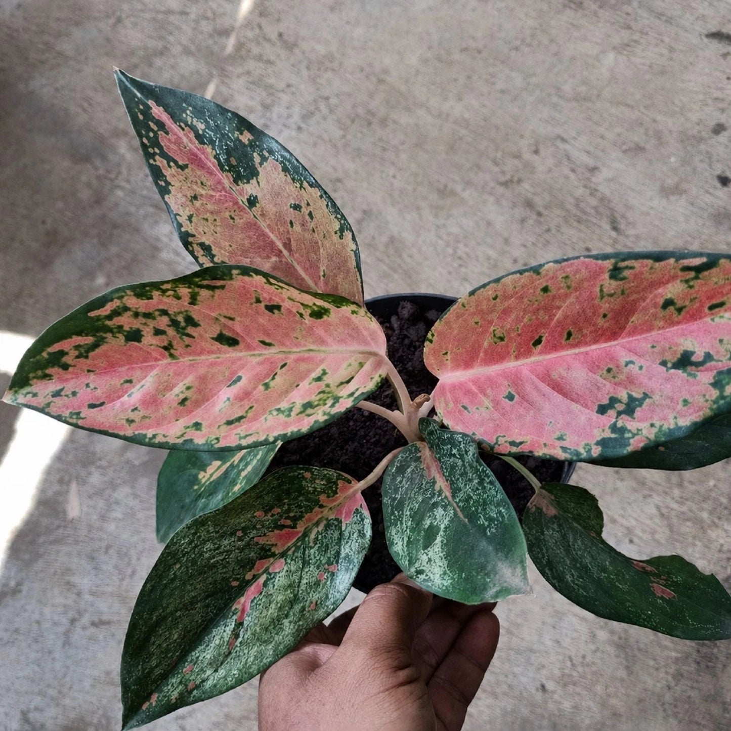 Rare Aglaonema Kochin Nezkia Live Plant - Premium Tropical Aroid Houseplant