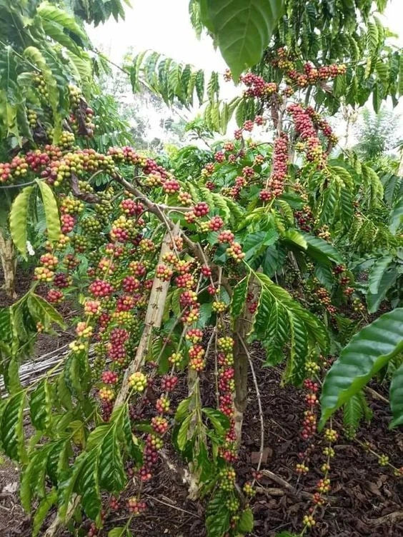 Toraja Sapan Coffee Seeds (Coffea arabica var. Toraja Sapan) – Rare Premium Indonesian Specialty Coffee Beans for Planting and Cultivation