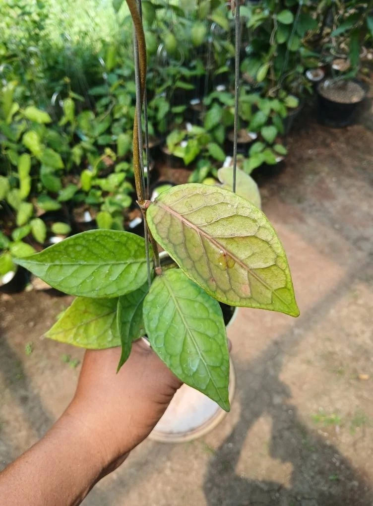 Rare Hoya Shogun (Hoya sp. 'Shogun') – Stunning Dark Foliage Tropical Wax Plant Cutting / Rooted Node