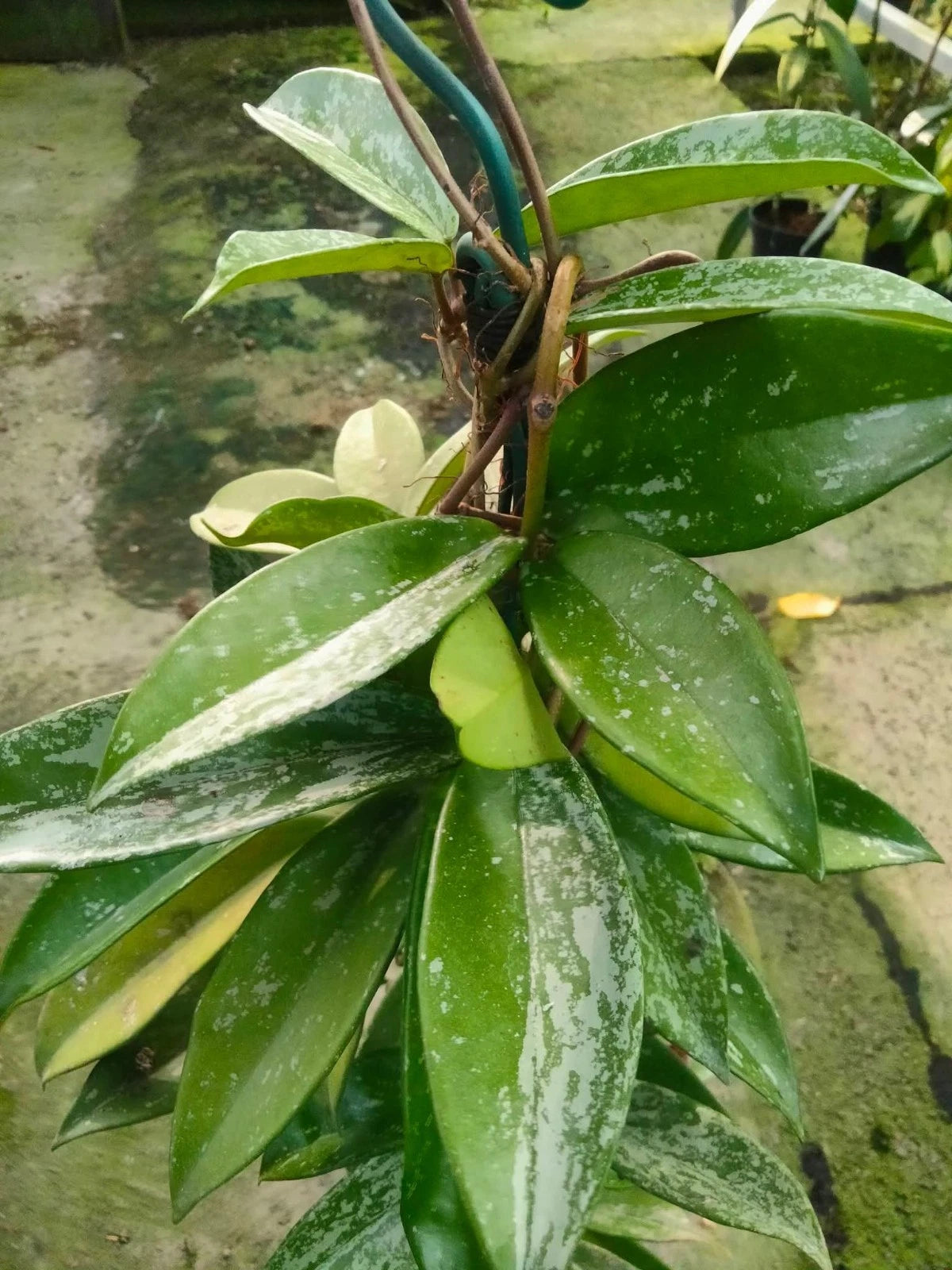 Hoya Pubicalyx - Classic & Versatile Tropical Wax Plant