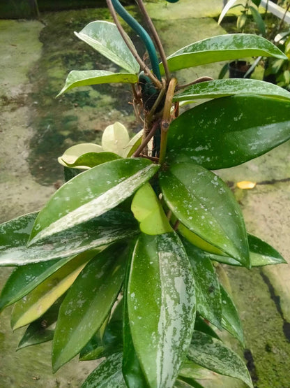 Hoya Pubicalyx - Classic & Versatile Tropical Wax Plant