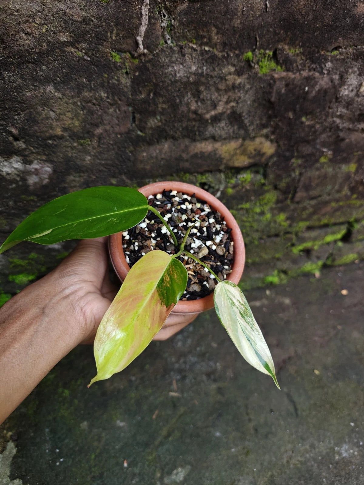 Philodendron 'Pink Heterocraspedon' Variegated - Elite Collector’s Specimen