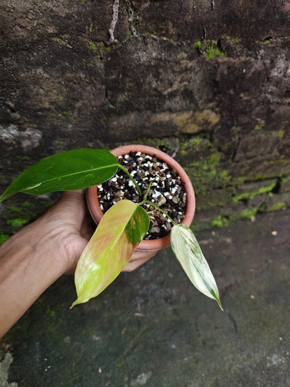 Philodendron 'Pink Heterocraspedon' Variegated - Elite Collector’s Specimen