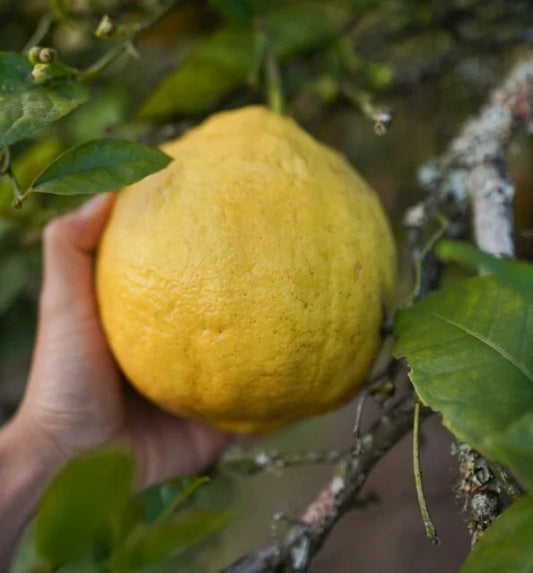 100++ Ponderosa Lemon Seeds (Citrus limon) – Premium Quality