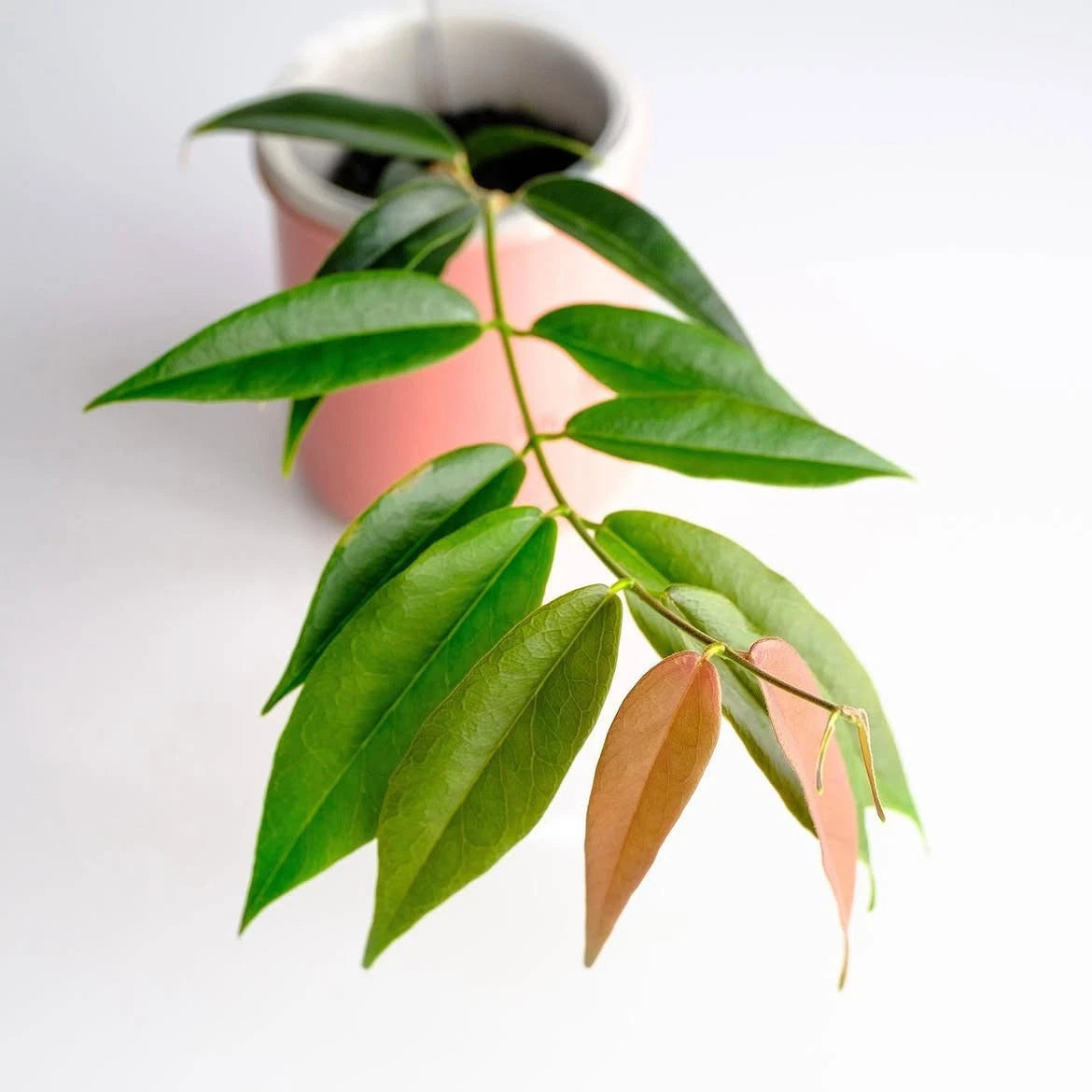 Rare Hoya Paradisea sp. Papua Live Plant - Premium Exotic Tropical Fragrant Wax Plant