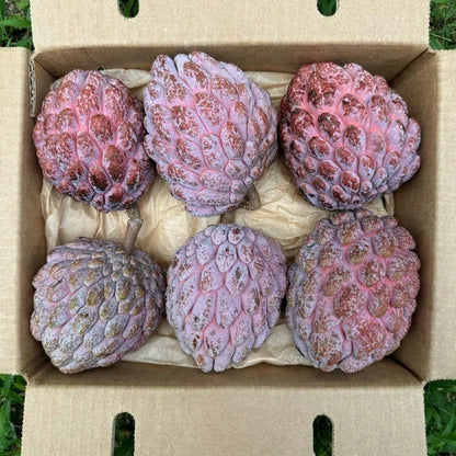 100+ Custard Apple Seeds (Annona squamosa var. Purpurea) – Premium Rare Purple Sugar Apple Tropical Fruit Plant Seeds for Planting