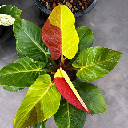 Philodendron 'Red Moon' - Rare Tropical Collector’s Aroid