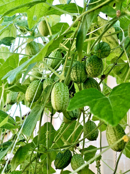 Cucamelon Mexican Sour Gherkin Seeds (Melothria scabra) – Premium 100+ Miniature Watermelon-Lookalike Exotic Fruit Seeds for Planting (100+ Pcs)