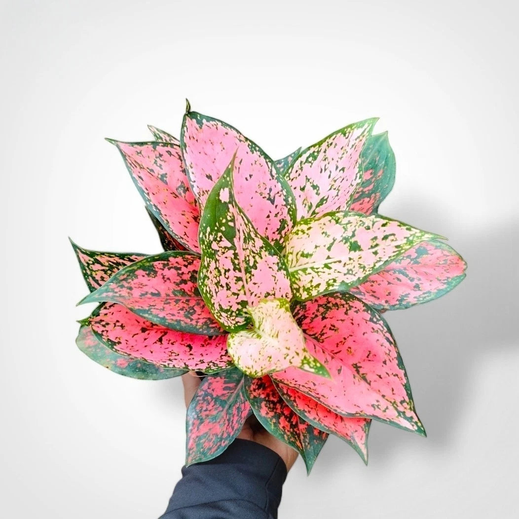 Aglaonema 'Kom Kom Red' - The Royal Tropical Statement Piece