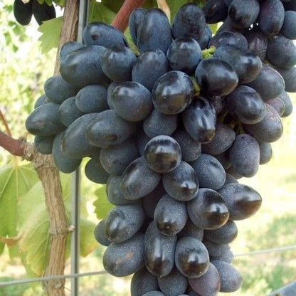 Giovanni Grape Seeds (Vitis vinifera / 100+ Premium Sweet Table Grapevine Fruit Seeds) – Premium Exotic Botanical Specimen Plant Seeds for Planting