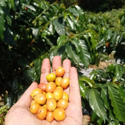 Yellow Caturra Coffee Seeds (Coffea arabica var. Caturra Amarillo / 300+ Premium Highland Dwarf Specialty Coffee Seeds) – Premium Gourmet Specialty Coffee Plant Seeds for Planting