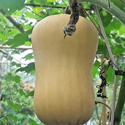 Jacqueline Honey Butternut Squash (Cucurbita moschata) – 100+ Premium Seeds