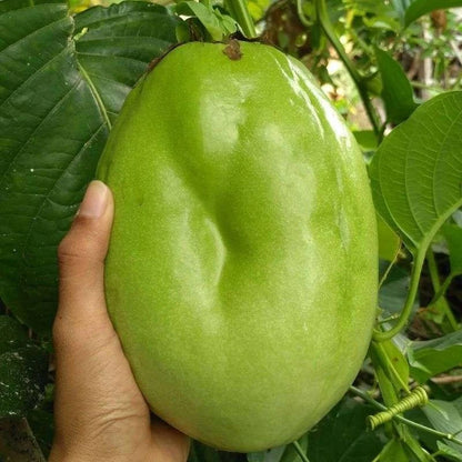 Giant Granadilla Passion Fruit (Passiflora quadrangularis) – 150+ Premium Seeds
