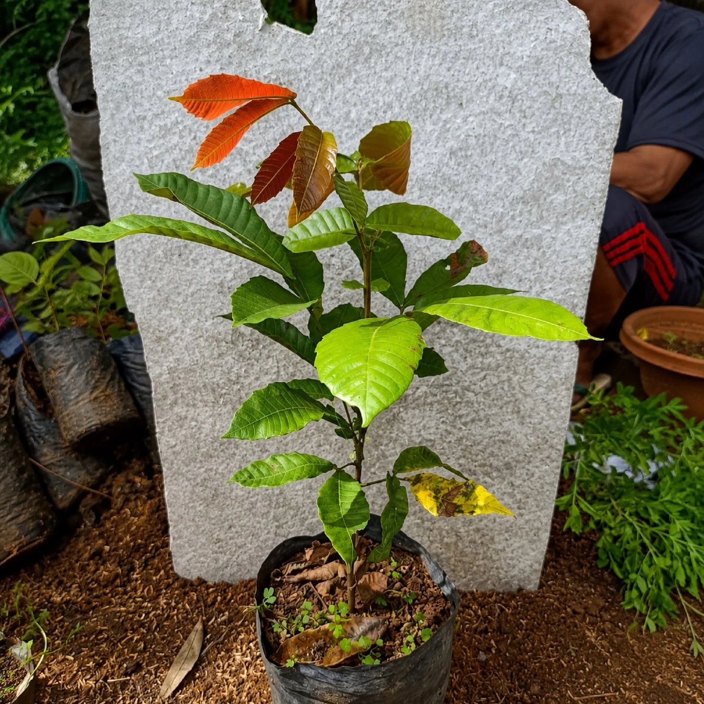 Matoa (Sweet Longan) - Premium Grafted Tropical Fruit Tree
