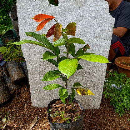 Matoa (Sweet Longan) - Premium Grafted Tropical Fruit Tree