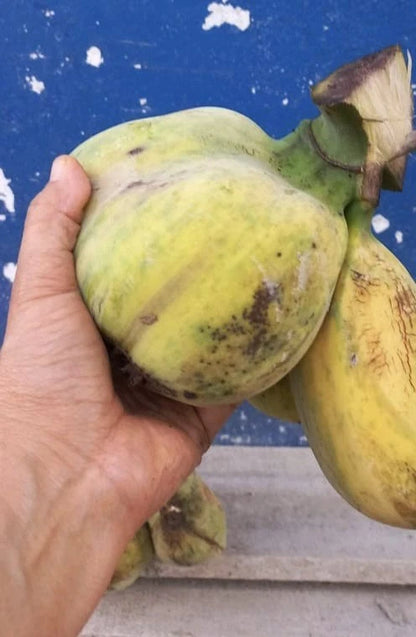 Kepok Banana Seeds (Musa acuminata x Musa balbisiana / 60+ Rare Tropical Plantain Banana Seeds) – Premium Exotic Botanical Specimen Plant Seeds for Planting