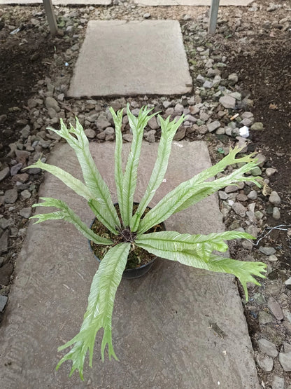 Asplenium nidus 'Variegated' – Exotic Bird's Nest Fern Collector’s Plant
