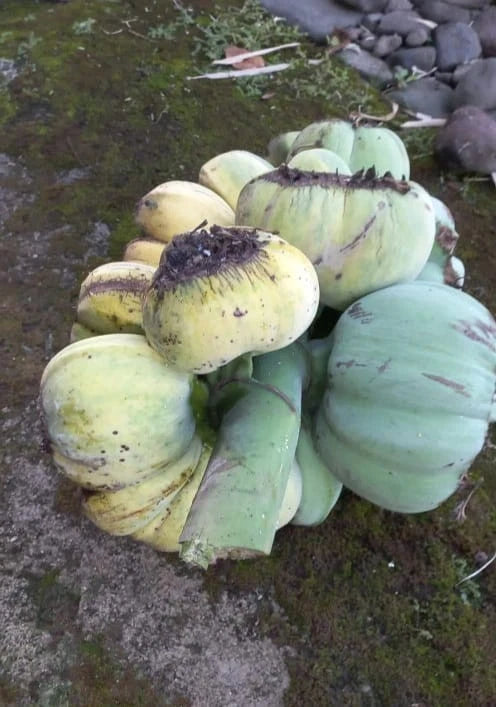 Kepok Banana Seeds (Musa acuminata x Musa balbisiana / 20+ Rare Tropical Plantain Banana Seeds) – Premium Exotic Botanical Specimen Plant Seeds for Planting