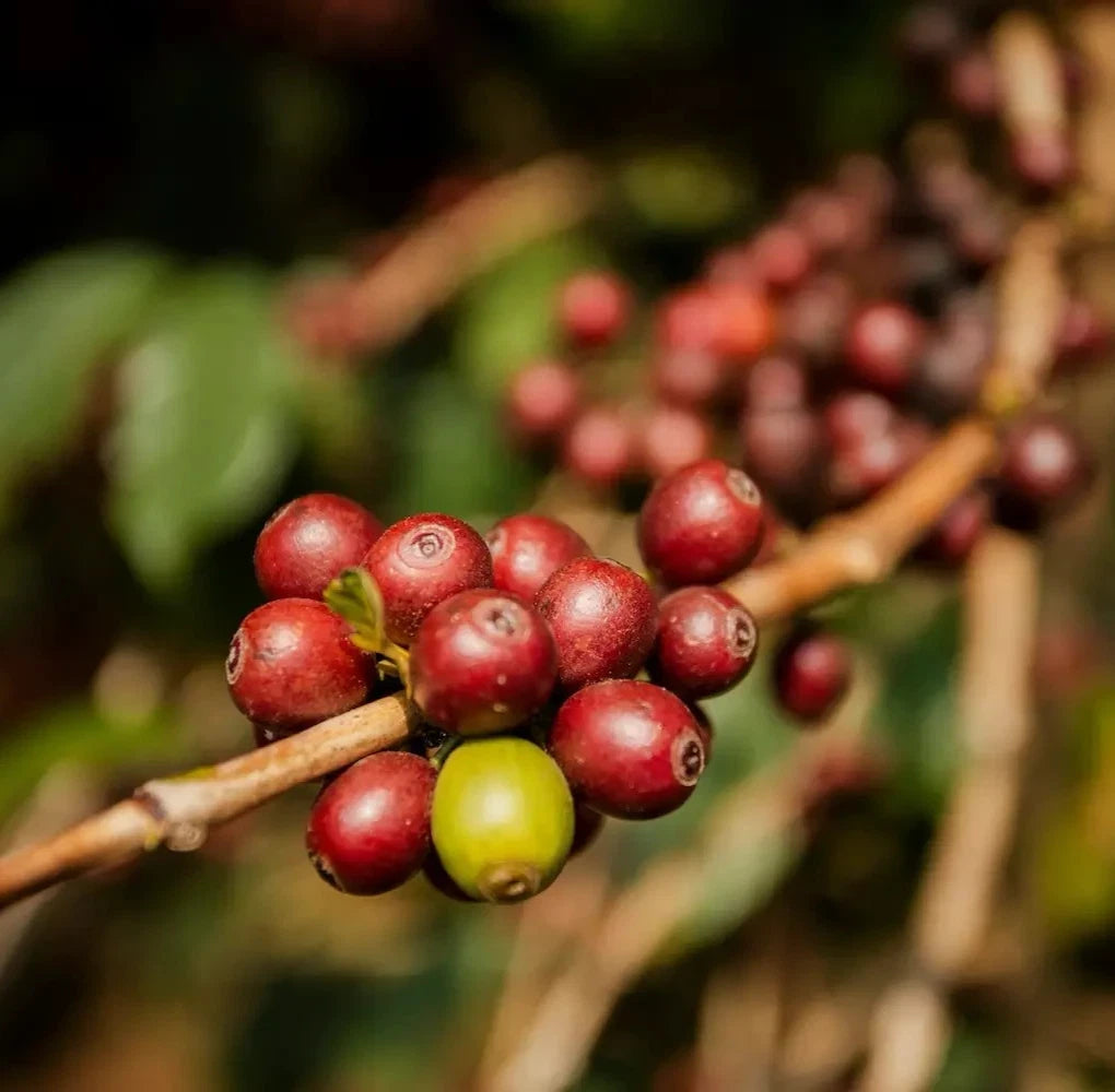 SL14 Coffee Seeds (Coffea arabica var. SL14) – Certified High-Yield Drought-Resistant Gourmet Coffee Bean Seeds for Planting (120 Pcs)