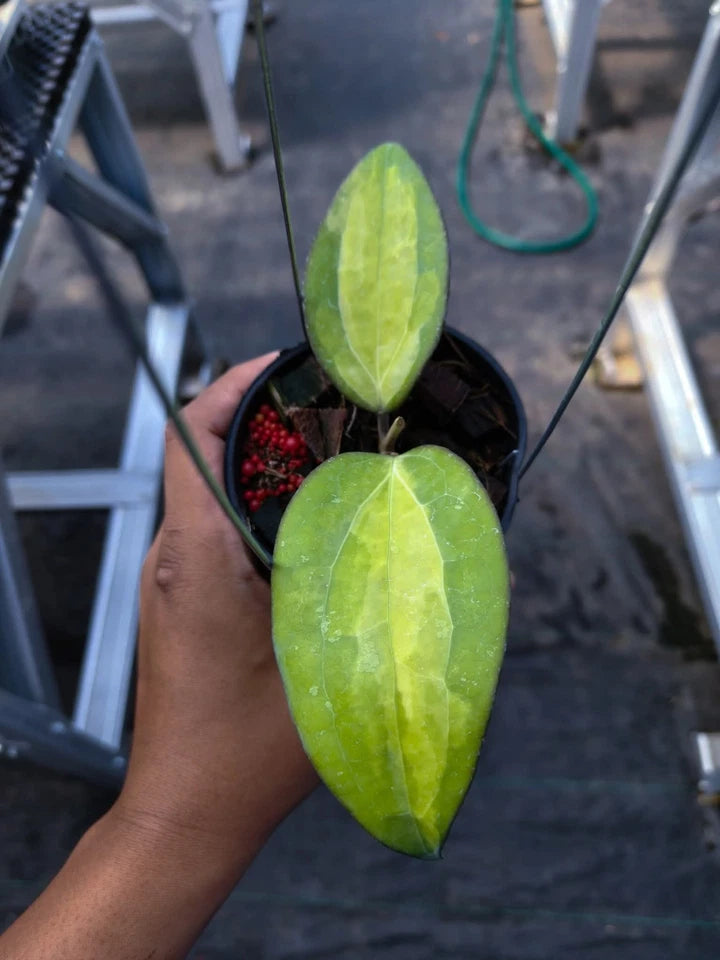 Hoya Cinnamomifolia Variegated | Rare Variegated Hoya Wax Plant | Tropical Indoor Outdoor Houseplant