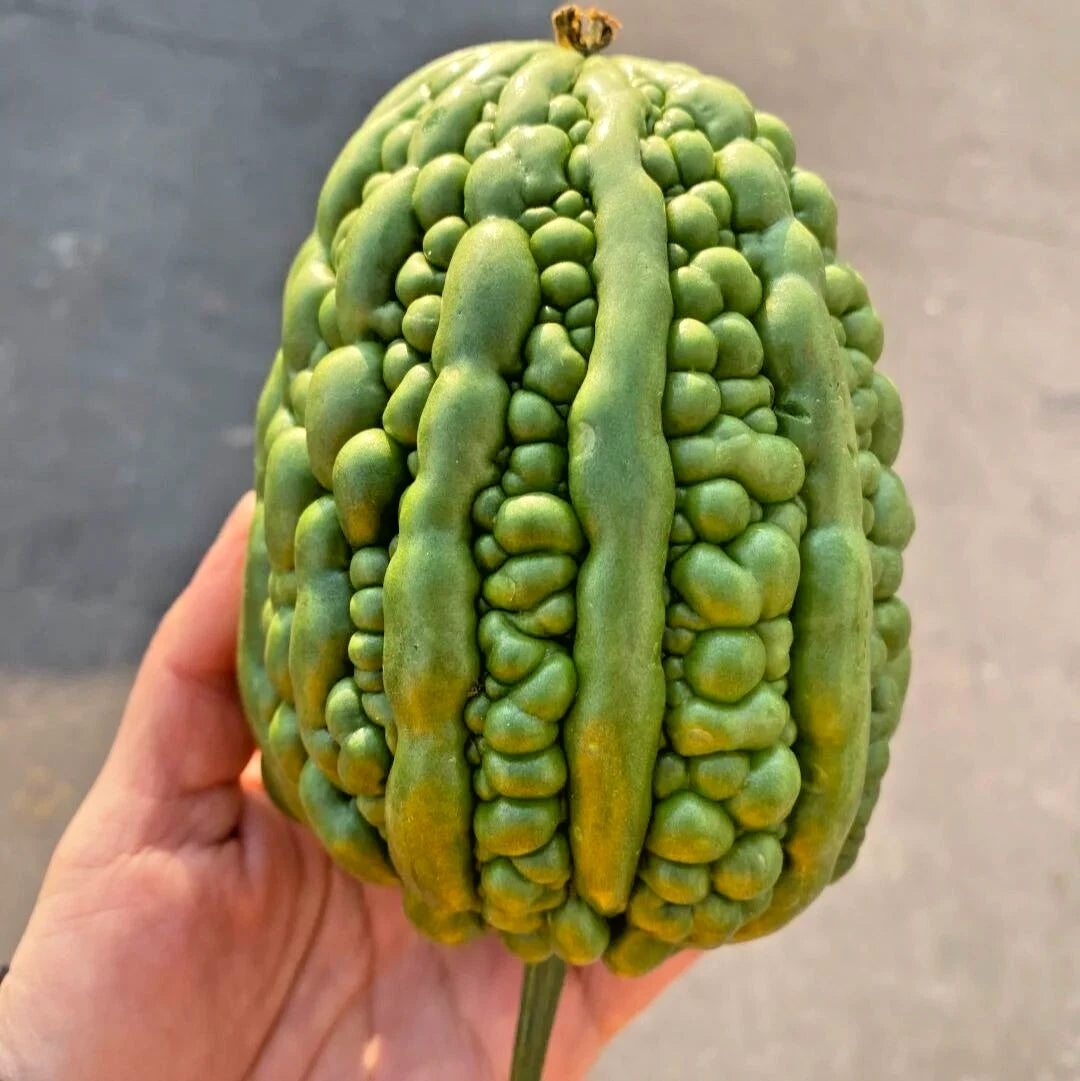 Green Apple Bitter Melon (Momordica charantia) – 15+ Premium Round Gourd Seeds