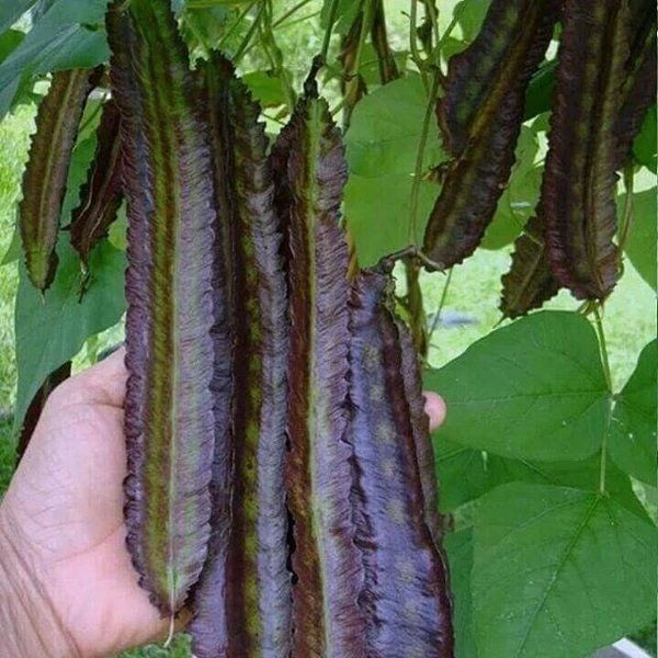 Purple Winged Bean Seeds (Psophocarpus tetragonolobus) – 350+ Premium Rare Heirloom Seeds
