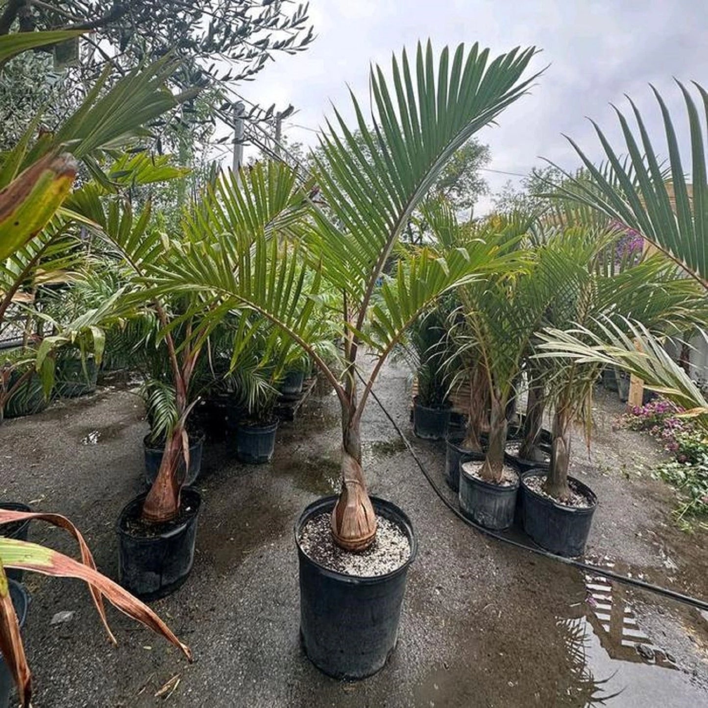 Bottle Palm (Hyophorbe lagenicaulis) - Rare Architectural Ornamental