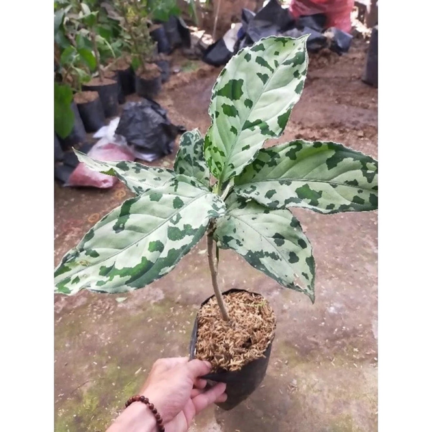 Aglaonema pictum 'Bicolor' - Rare Camouflage Chinese Evergreen