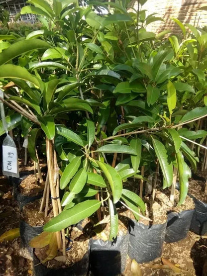 Grafted 'Ciku Mega 19' (Jumbo) Sapodilla – Premium Tropical Fruit Tree
