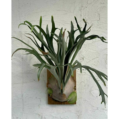Platycerium Blue Vista Rare Tropical Indoor Outdoor