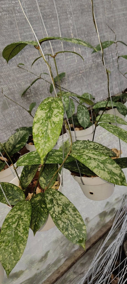 Hoya meredithii 'Aceh High Splash' (Wax Plant) – Premium Rare Live Tropical Indoor Houseplant in 4" Pot (Heavy Silver-Veined Foliage & Unique Blooms)