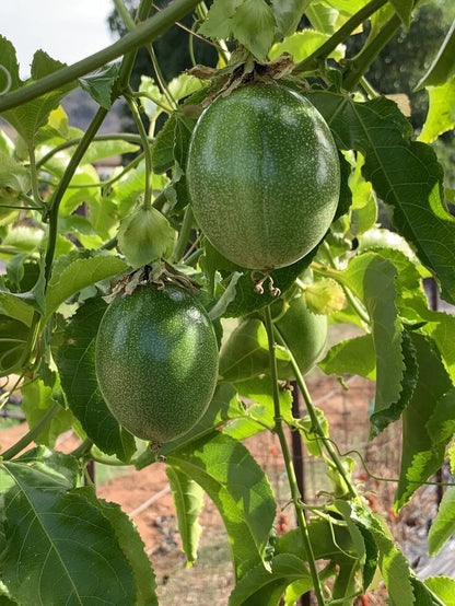 Premium Yellow Flavicarpa Maracuya Passion Fruit Seeds (150+ pcs) - Fast Growing Passiflora edulis Tropical Vines