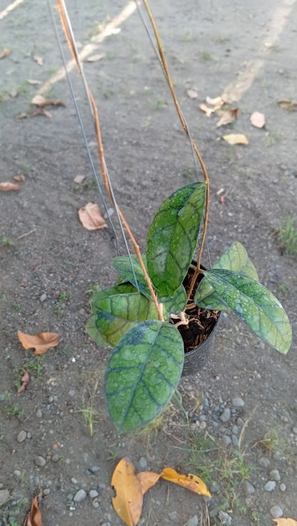 Real Picture Hoya Callistophylla Obsidian Rare Tropical Plant (Dark Veined Wax Plant Specimen) – Premium Botanical Houseplant Seeds & Cuttings for Growing